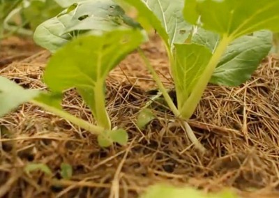 6 Reasons Why You Gotta Use Mulch