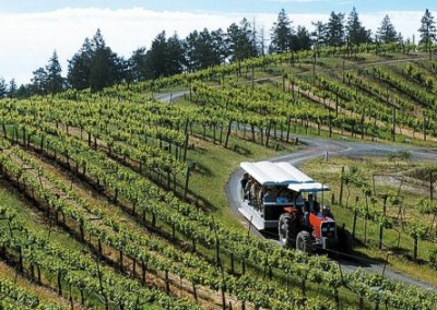 Tour an Organic Winery