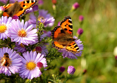 9 Ways to Plant for Pollinators