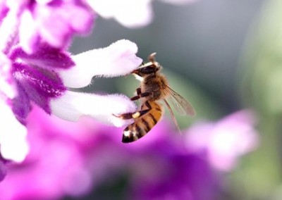 Scientists Call for Global Action to Protect Bees