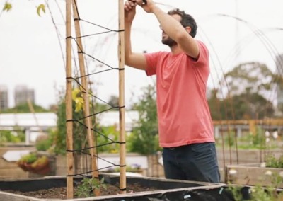The Art of Staking Tomatoes