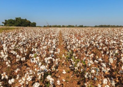 Texas Requests Banned Pesticides to Combat GMO Superweeds
