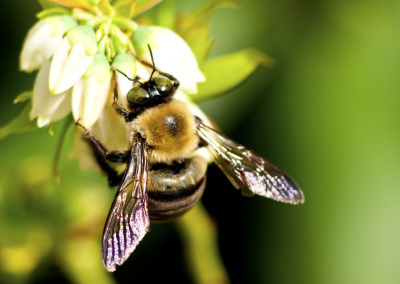 The EPA’s Problem with Bees and Pesticides