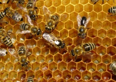 California Approval of Bee-Killing Pesticides Challenged in Court