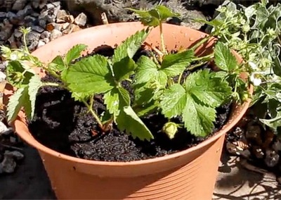 Learn to Grow Strawberries in 2 Minutes