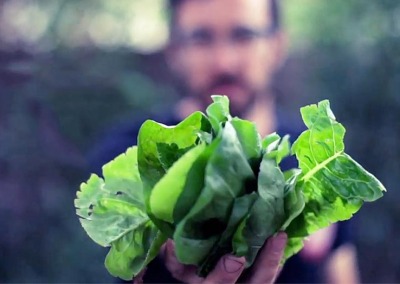 Growing Lettuce? Here’s the Best Way to Harvest It