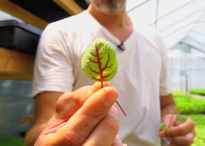 Chefs and Farmers Going Gaga for Microgreens