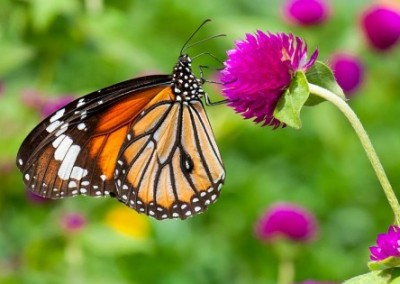 Federal Protection Sought to Prevent Extinction of Monarch Butterflies
