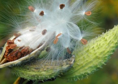 Seed Bombs for Butterflies