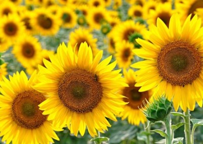Sunflower: The Non-GMO Oil You Don’t Have to Worry About