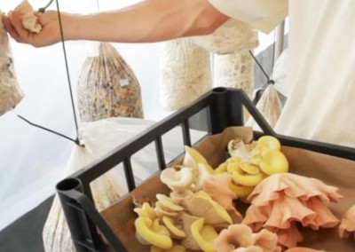 GroCycle: Recycling Coffee into Mushrooms