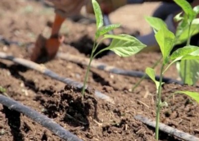 Urban Farming in Denver