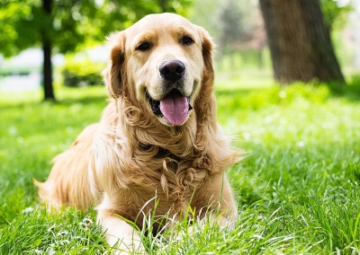 Natural Tips for Sweet Doggie Breath