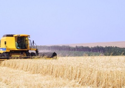 New GE Wheat Contamination Appears in Montana