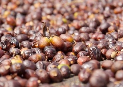 How Does Your Coffee Grow?