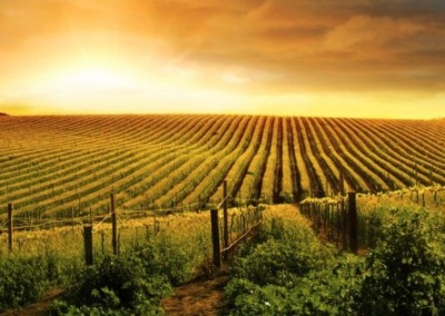 Conventional Plant Breeding Beats GMOs Against Climate Change