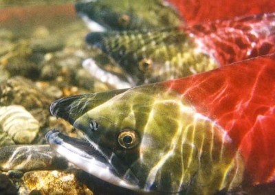 How to Save Our Salmon