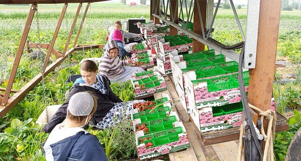 thefamilyfarm