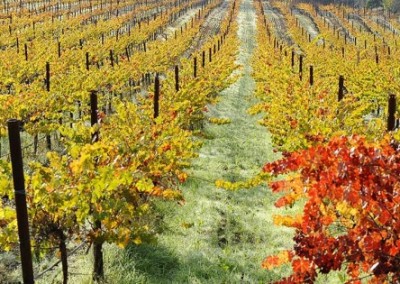 Biodynamic Agriculture: Beyond Organic and Non-GMO