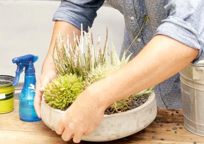 Learn Modern + Fun Indoor Plant Design