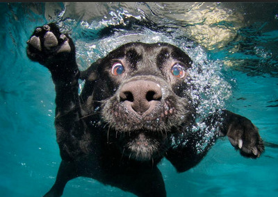 5 Must-Have (or Must-Give) Animal Photography Books