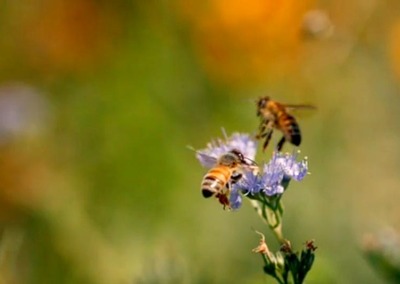 Dropping Flower Bombs for Bees