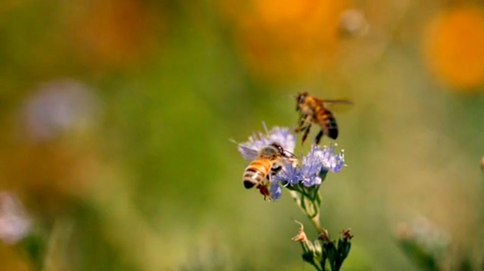 beefriendlier