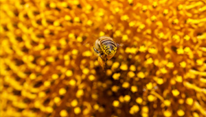 CF-bee-butt