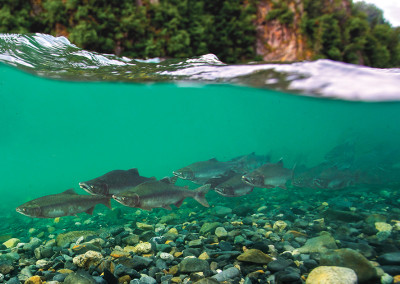 Saving a River’s Soul And Inspiring My Own