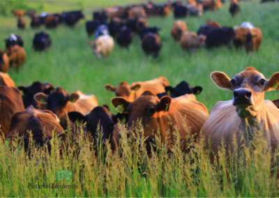 The Non-GMO Dairy Revolutionary