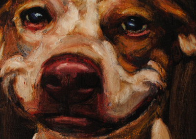 Can 5,500 Dog Portraits Raise Awareness?