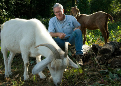 Goats 1, Vegetation 0