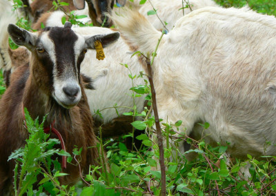 When Goats Go To Town on Overgrowth