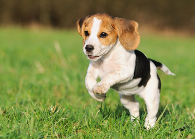 Ready to Reduce Your Pet’s Carbon Pawprint?