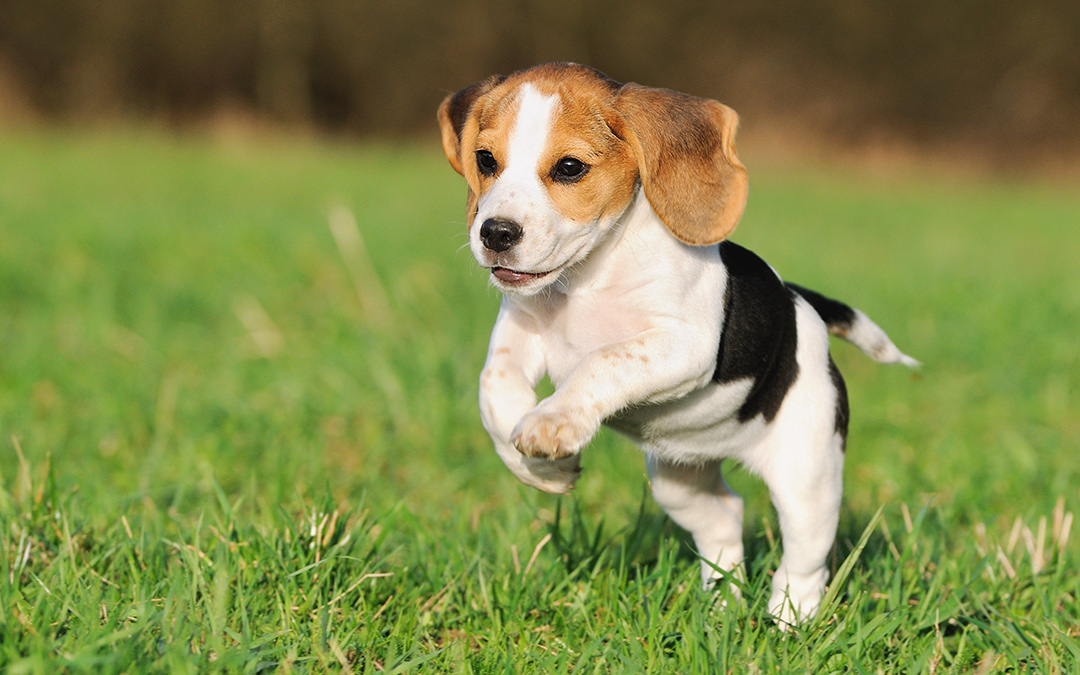 puppyrun