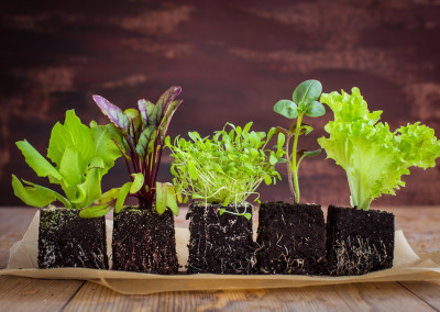 Get Garden Seedling Savvy