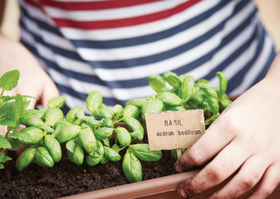 10 Expert Tips for Growing, Harvesting, Eating and Enjoying Basil!
