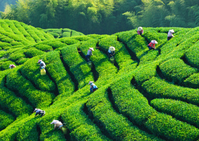 Have You Sipped Sweet Spring Green Tea?