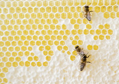 Burt’s Bees Founder Brought Natural Beauty to Everyone
