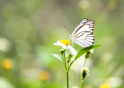 Create a Butterfly Habitat in Your Yard