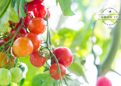 Give Your Tomatoes a Midsummer Health Check