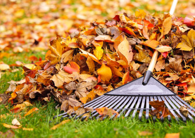Fallen Leaves for Rich Compost and Mulch