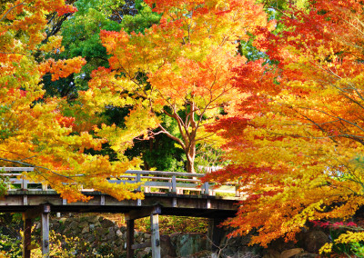 Experience the Calmful Essence of Autumn