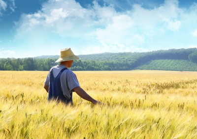 One Degree Organics: Bringing ‘Veganic’ Foods to Market