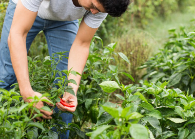 A Cutting-Edge New Program Nourishes Vets, Small Farms and Society