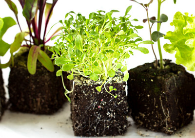 Five Cool Things I’m Growing This Spring