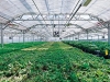 In the green house
