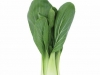 Gotham Greens bok choy
