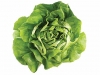 Gotham Greens butterhead lettuce