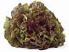 Gotham Greens red leaf lettuce